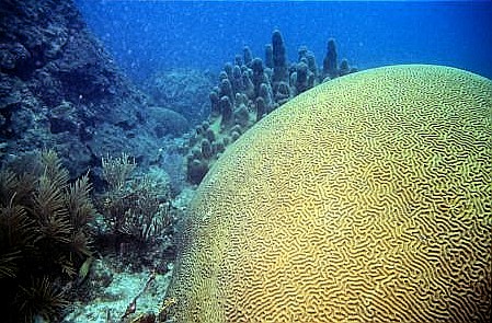Photo of Boulder Brain Coral also known as Giant Brain Coral
