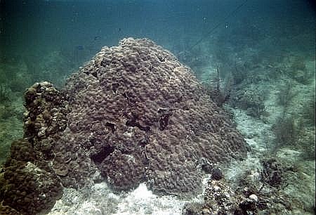 Photo of Boulder Star Coral