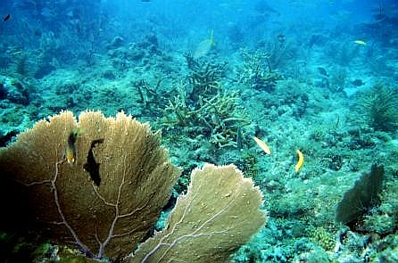 Common Sea Fan Coral picture