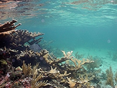Elkhorn Coral photograph