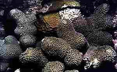 Photo of Finger Coral