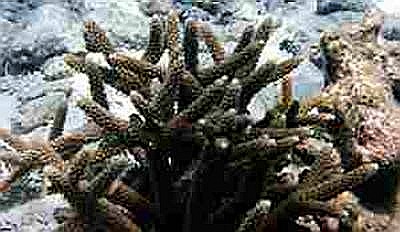 Healthy Staghorn Coral photograph