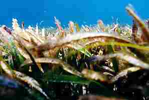 Seagrass serves as a natural habitat to many species, and as a food source to many others.