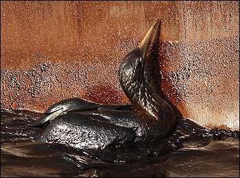 oiled bird washington post