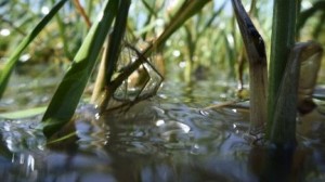 new-marsh-grass-east-grand-terrejpg-85f7c0536be07a91_large