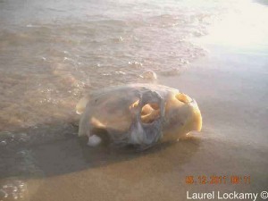 sea turtle skull