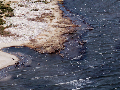 Gulf Oil Spill Begins To Reach Land As BP Struggles To Contain Leak