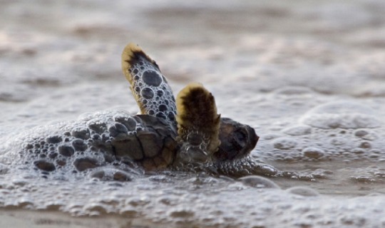 sea turtle