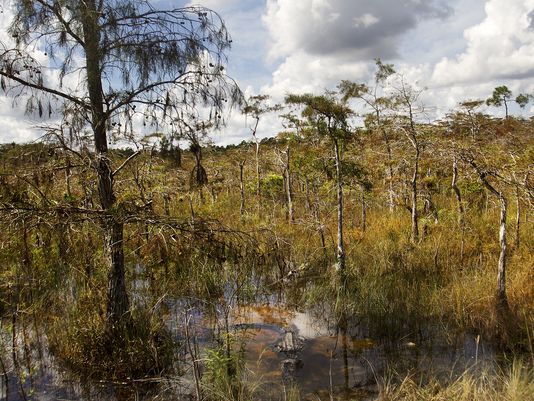 Everglades