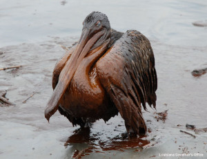 Louisiana-gov-office_oiled-pelican_crop-300x230