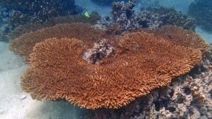 corals-of-world-s-hottest-sea-h
